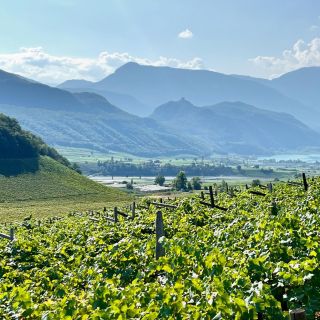 A v září opět do Alto Adige pro soudky s návštěvou Caldara - oblasti, kde se kromě Tramínu, Sauvignonů a Pinotů vede...