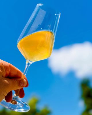 Pinot blanc 2024 z Holého kopce. Stále kvedláme i když teď už jen sporadicky. Ruční sběr, macerace den, šetrný lis, zákvas...